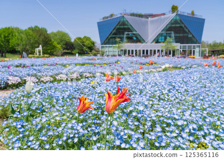 春天的江南花卉公園，粉蝶花盛開（愛知縣江南市） 125365116