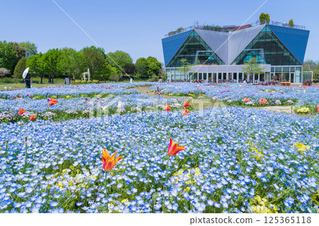 Spring at Konan Flower Park, Nemophila in full bloom (Konan City, Aichi Prefecture) 125365118