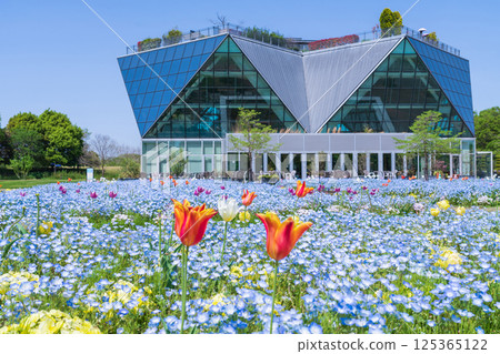 Spring at Konan Flower Park, Nemophila in full bloom (Konan City, Aichi Prefecture) 125365122