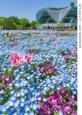Spring at Konan Flower Park, Nemophila in full bloom (Konan City, Aichi Prefecture) 125365126