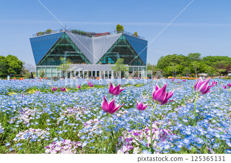 春天的江南花卉公園,粉蝶花盛開(愛知縣江南市) 春天的江南花卉公園,粉蝶花盛開(愛知縣江南市) 125365131