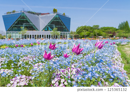 Spring at Konan Flower Park, Nemophila in full bloom (Konan City, Aichi Prefecture) Spring at Konan Flower Park, Nemophila in full bloom (Konan City, Aichi Prefecture) 125365132