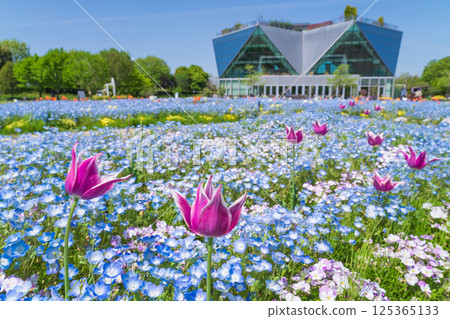 春天的江南花卉公園,粉蝶花盛開(愛知縣江南市) 春天的江南花卉公園,粉蝶花盛開(愛知縣江南市) 125365133