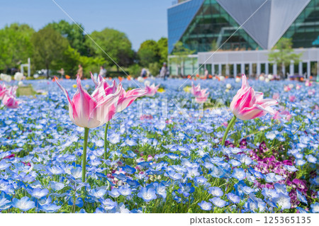 Spring at Konan Flower Park, Nemophila in full bloom (Konan City, Aichi Prefecture) Spring at Konan Flower Park, Nemophila in full bloom (Konan City, Aichi Prefecture) 125365135