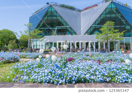 Spring at Konan Flower Park, Nemophila in full bloom (Konan City, Aichi Prefecture) 125365147