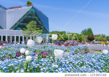 Spring at Konan Flower Park, Nemophila in full bloom (Konan City, Aichi Prefecture) 125365148