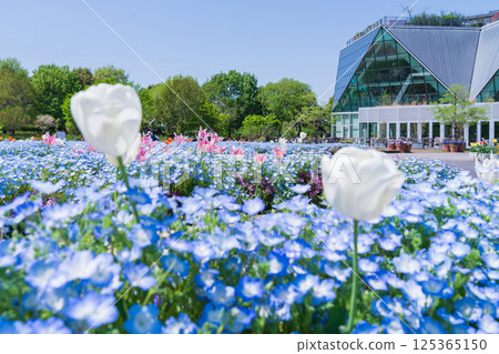 Spring at Konan Flower Park, Nemophila in full bloom (Konan City, Aichi Prefecture) Spring at Konan Flower Park, Nemophila in full bloom (Konan City, Aichi Prefecture) 125365150