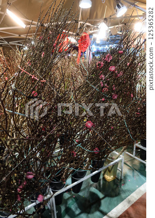 close up of Chinese New Year decoration flower Peach Blossoms in bunches being sold in the flower market at night 125365282
