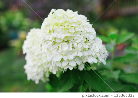 Dwarf Hydrangea Little Spooky White Blossoms Dwarf Hydrangea Little Spooky White Blossoms 125365322