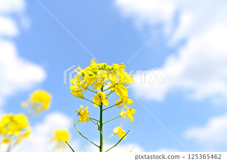 Rape blossoms blooming toward the blue sky Rape blossoms blooming toward the blue sky 125365462