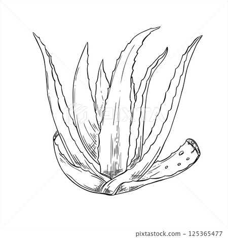 Monochrome aloe vera plant with two lower leaves cut off with drops vector isolated illustration painted by black inks. Healthy succulent for skin care branding, cosmetology, cosmetic products. 125365477