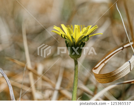 Yellow flower crown of Tokai Dandelion, endemic to Japan, Asteraceae Yellow flower crown of Tokai Dandelion, endemic to Japan, Asteraceae 125365537