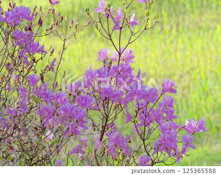 Spring in Satoyama, decorated with crimson-purple flowers. 125365588