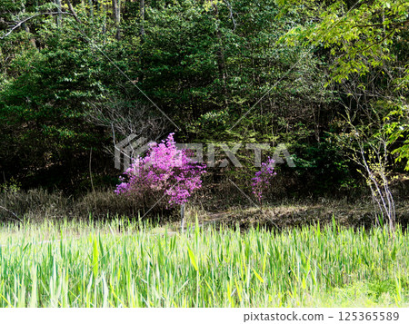 Spring in Satoyama, decorated with crimson-purple flowers. 125365589