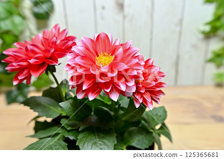 Red dahlia flower 125365681