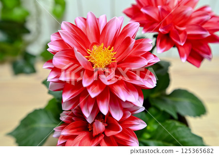 紅色大麗花花 紅色大麗花花 125365682