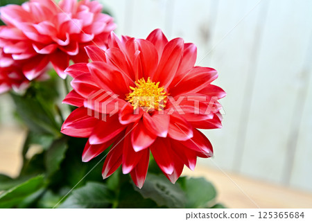 Red dahlia flower Red dahlia flower 125365684
