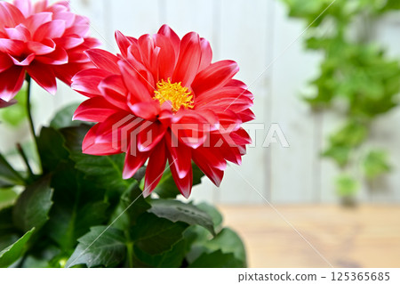 紅色大麗花花 125365685