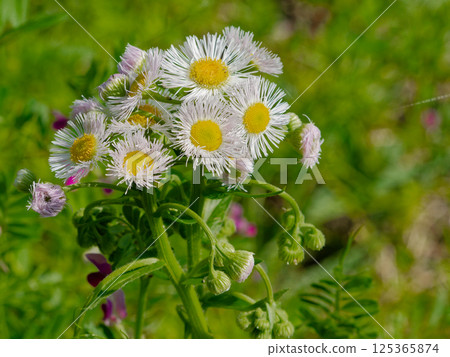 Flowers of the phillyraeoides, an invasive species of the Asteraceae family native to North America 125365874