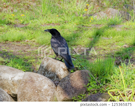 腐肉烏鴉 125365875