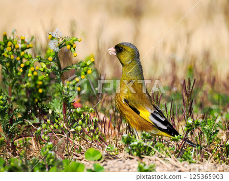 A Eurasian greenfinch eating 125365903