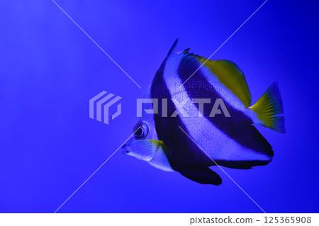 Pennant butterflyfish on the background of blue water. Kabubas. Pennant butterflyfish on the background of blue water. Kabubas. 125365908