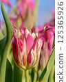 A Stunningly Beautiful and Colorful Tulip Flower in Full Bloom Captivating All Who See It 125365926
