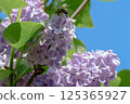 Beautiful Lilac Flowers in Full Bloom Under a Clear Blue Sky on a Sunny Spring Day 125365927