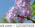 Gorgeous and Aromatic Lilac Blossoms Set Against a Bright Clear Blue Sky Expansively 125365928