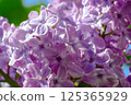 The Beautiful Lilac Blooms Gracefully Thriving in a Lush Springtime Garden Setting 125365929
