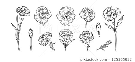 Set of hand drawn carnation flower illustration set in black and white line art style. Vector botanical drawing for tattoo, packaging, card design, and floral decor 125365932
