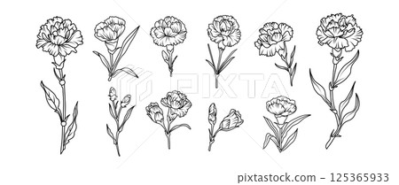 Set of hand drawn carnation flower illustration set in black and white line art style. Vector botanical drawing for tattoo, packaging, card design, and floral decor 125365933