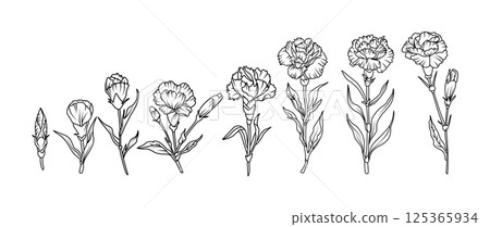 Set of hand drawn carnation flower illustration set in black and white line art style. Vector botanical drawing for tattoo, packaging, card design, and floral decor 125365934