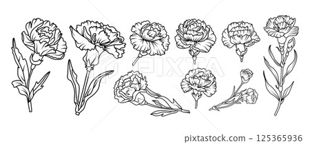 Set of hand drawn carnation flower illustration set in black and white line art style. Vector botanical drawing for tattoo, packaging, card design, and floral decor 125365936