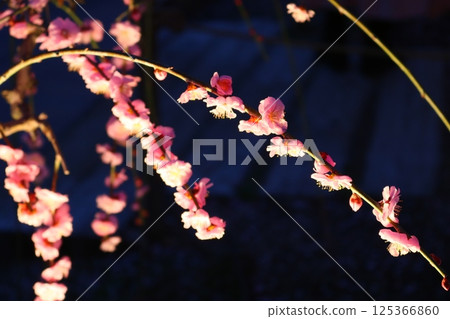 燈火通明的梅花 125366860