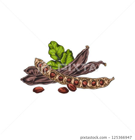 Vector illustration of watercolor sketch of carob fruit, pods, leaves and seeds. 125366947