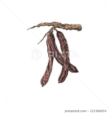 Vintage watercolor sketch of carob branch with pods, hand drawn vector illustration. 125366954