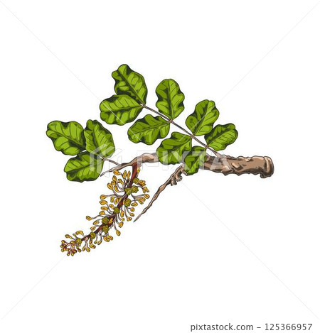 Carob twig with green leaves and flowers vector sketch, tropical cultivated plant, summer garden blossom tree foliage 125366957