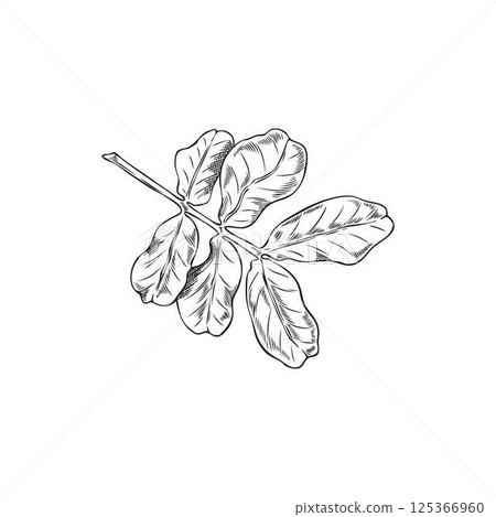 Moringa oleifera leaves ink sketch, tropical cultivated plant, garden tree foliage, vector hand drawn botanical design 125366960