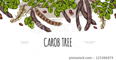 Carob tree bean pods on stem with seeds, leaves and flowers sketch vector seamless border design, hand drawn superfood Carob tree bean pods on stem with seeds, leaves and flowers sketch vector seamless border design, hand drawn superfood 125366974