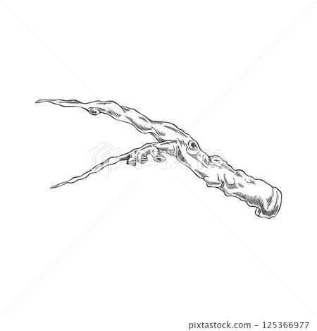 Carob plant stalk piece vector ink sketch, hand drawn engraved twig farm or wild tree stem, stick or twig isolated Carob plant stalk piece vector ink sketch, hand drawn engraved twig farm or wild tree stem, stick or twig isolated 125366977