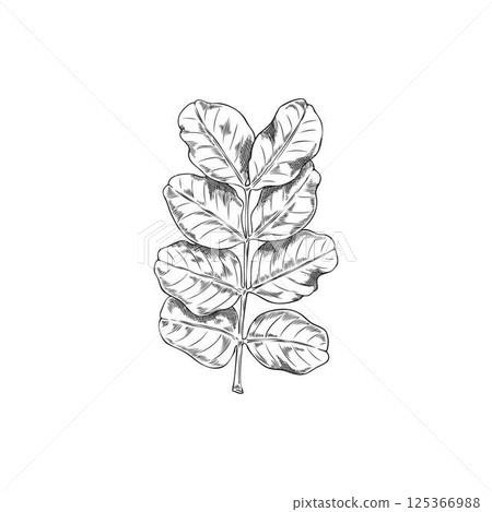 Moringa oleifera leaves vector ink sketch, tropical cultivated plant, Asian herb, engraved hand drawn botanical design 125366988
