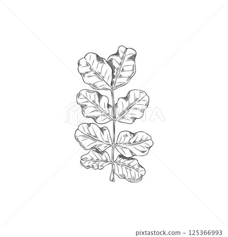 Carob green leaves vector sketch, tropical cultivated plant, summer garden tree foliage, engraved hand drawn Asian herb Carob green leaves vector sketch, tropical cultivated plant, summer garden tree foliage, engraved hand drawn Asian herb 125366993