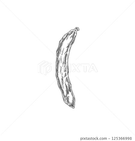 Carob bean pod sketch icon, vector engraved hand drawn natural ripe superfood fruit, organic ingredient sweetener plant 125366998