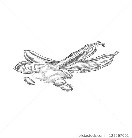 Vector monochrome sketch of carob pod with seeds and powder. 125367001