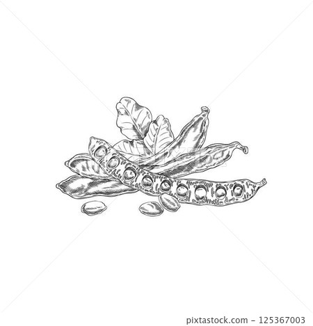 Ripe Carob pods bean with seeds and leaf vector engraved hand drawn, natural superfood fruits sketch, sweetener plant 125367003