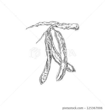 Carob pods bean on stem vector engraved sketch, natural superfood fruits, sweetener plant, organic dessert ingredient 125367006