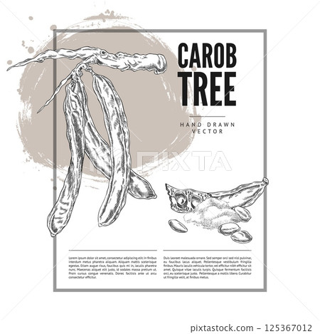 Carob tree bean pods, seeds and powder product sketch, hand drawn engraved vector label design superfood sweetener plant 125367012