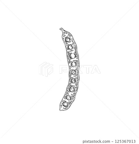 Carob bean pod cut with seeds sketch icon, vector engraved hand drawn natural ripe superfood fruit, organic sweetener 125367013