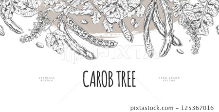 Carob tree bean pods on stem with leaves and flowers sketch vector seamless border design, hand drawn engraved superfood 125367016